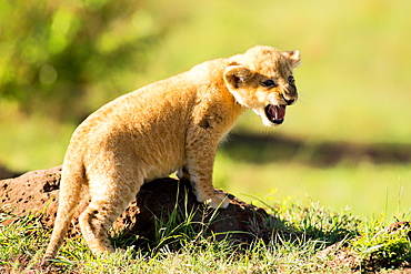 Lion cub calling, Masai Mara, Kenya, East Africa, Africa