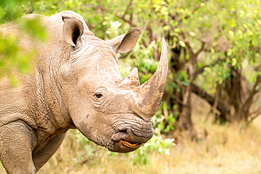 White rhinoceros, Masai Mara, Kenya, East Africa, Africa