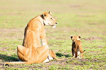 Lioness and cubs, Masai Mara, Kenya, East Africa, Africa