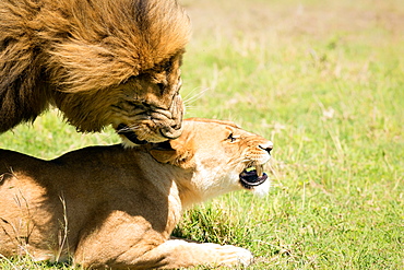 Mating Lions, Masai Mara, Kenya, East Africa, Africa