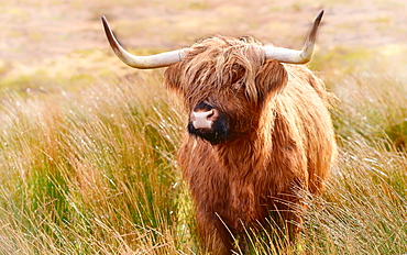 Highland cow, Scotland, United Kingdom, Europe