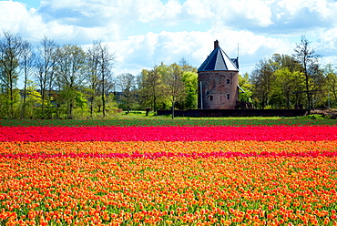 Colourful tulips in Holland, The Netherlands, Europe