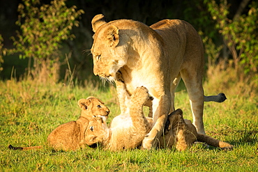 Lioness with cubs, Masai Mara, Kenya, East Africa, Africa