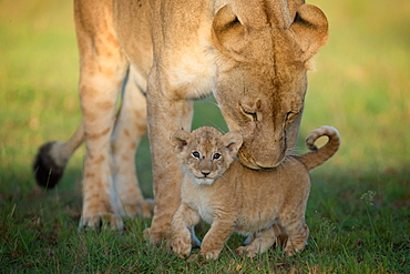 Lioness with cub, Masai Mara, Kenya, East Africa, Africa