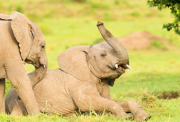 Elephant calves playing in the Masai Mara, Kenya, East Africa, Africa