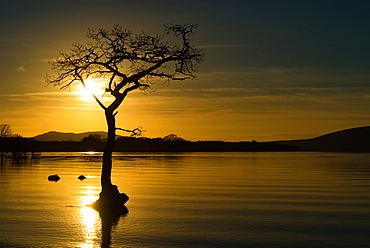 Tree submerged in Loch Lomond at sunset, Scotland, United Kingdom, Europe