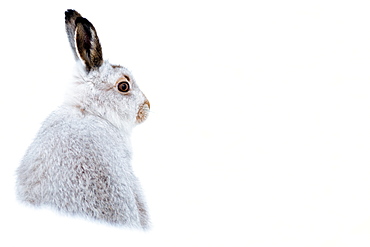 Mountain hare portrait (Lepus timidus) in winter snow, Scottish Highlands, Scotland, United Kingdom, Europe