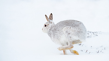 Mountain hare running (Lepus timidus) in winter snow, Scottish Highlands, Scotland, United Kingdom, Europe