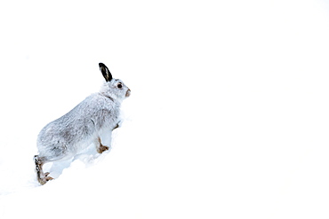 Mountain hare (Lepus timidus) in the Scottish Highlands, Scotland, United Kingdom, Europe