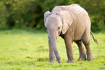 Elephant calf (Loxodonta africana), Masai Mara, Kenya, East Africa, Africa