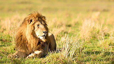 Male lion (Panthera leo), Masai Mara, Kenya, East Africa, Africa