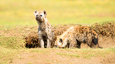 Hyena cubs, Masai Mara, Kenya, East Africa, Africa