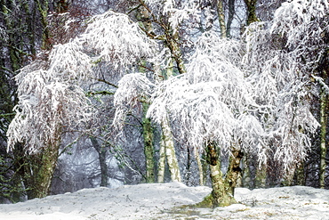 Winter snow in the Cairngorms forest, Scotland, United Kingdom, Europe