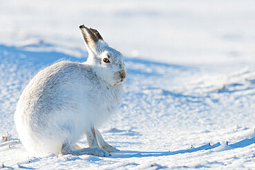 Mountain hare portrait (Lepus timidus) in winter snow, Scottish Highlands, Scotland, United Kingdom, Europe