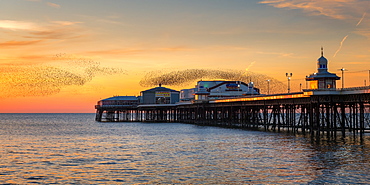 Starling murmuration, Blackpool Pier at sunset, Lancashire, England, United Kingdom, Europe