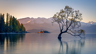 Wanaka Tree, Lake Wanaka with the snow capped peaks of Mount Aspiring National Park, Otago, South Island, New Zealand, Pacific