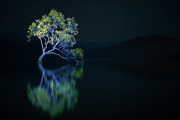 That Wanaka Tree against the stars at night, Otago, South Island, New Zealand, Pacific