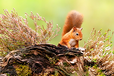 Red squirrel (Sciurus vulgaris), Scotland, United Kingdom, Europe