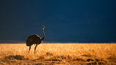 Backlit Ostrich in the early morning light, Masai Mara, Kenya, East Africa, Africa