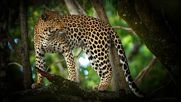 Leopard in a tree, Masai Mara, Kenya, East Africa, Africa