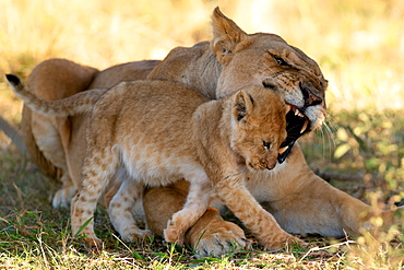 Lioness reprimanding cub, Masai Mara, Kenya, East Africa, Africa