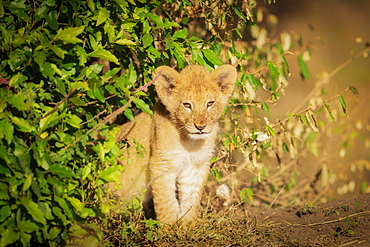 Lion cub, Masai Mara, Kenya, East Africa, Africa