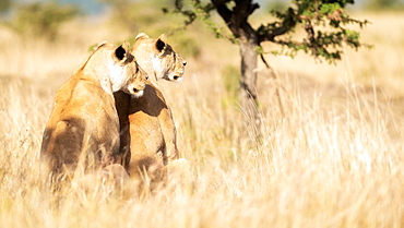 Two lionesses observing their territory, Masai Mara, Kenya, East Africa, Africa