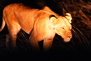 Lioness hunting at night, Masai Mara, Kenya, East Africa, Africa