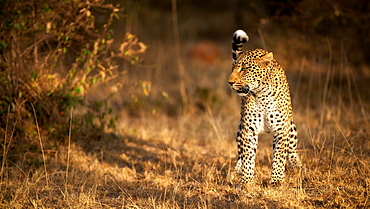 Female leopard hunting in the Masai Mara, Kenya, East Africa, Africa