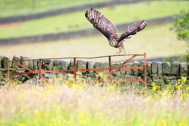 Eurasian Eagle-owl (Bubo bubo), adult, in flight, United Kingdom, Europe