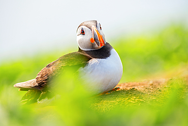 Puffin (Fratercula), Farne Islands, Northumberland, England, United Kingdom, Europe