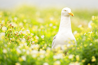 Gull, Farne Islands, Northumberland, England, United Kingdom, Europe