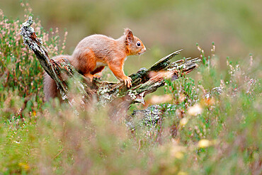 Red Squirrel, Scottish Highlands, Scotland, United Kingdom, Europe