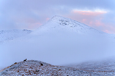 Red deer in a snow covered Glencoe Valley, Scottish Highlands, Scotland, United Kingdom, Europe