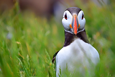 Atlantic puffin, The Farne Islands, Northumberland, England, United Kingdom, Europe