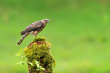 Sparrowhawk on moss covered tree, Scotland, United Kingdom, Europe