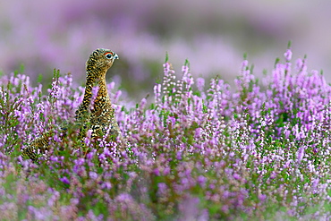 Red grouse in the heather, Scotland, United Kingdom, Europe