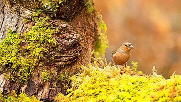 Chaffinch (Fringilla coelebs) in woodland, United Kingdom, Europe