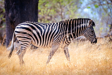 Zebra, Chobe National Park, Botswana, Africa