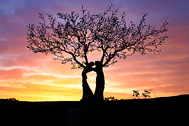 Kissing Tree at sunrise, Matera, Basilicata, Italy, Europe