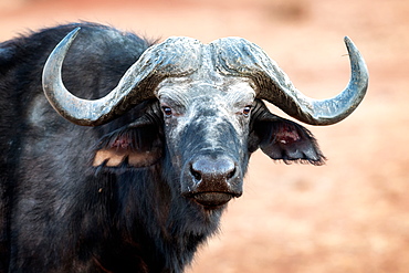 Buffalo portrait, Chobe National Park, Botswana, Africa