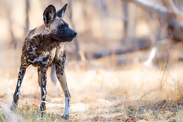 Wild dog, Okavango Delta, Botswana, Africa