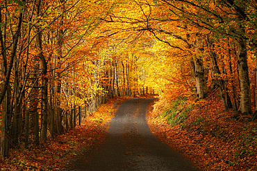 Autumn road in Perthshire, Scotland, UK