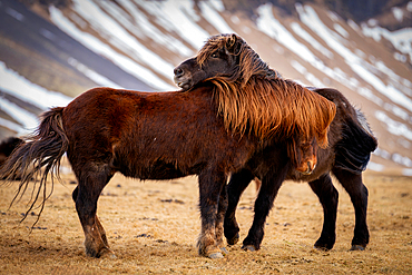 Icelandic horses, Snaefellsness Peninsula, Iceland, Europe