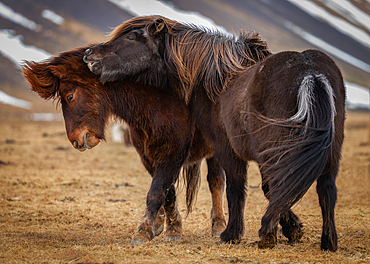 Boisterous Icelandic horses, Snaefellsness Peninsula, Iceland, Europe