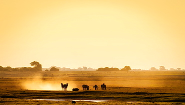 Dazzle of zebras, Chobe National Park, Botswana, Africa