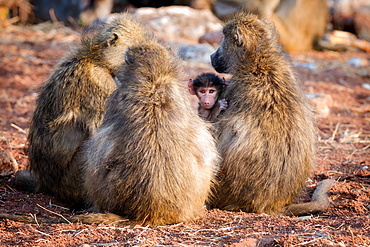 Baboon family, Botswana, Africa