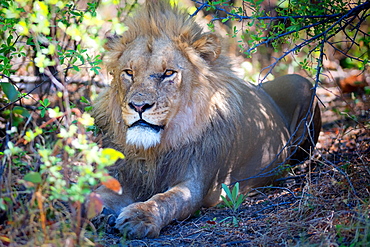 Lion, Okavango Delta, Botswana, Africa