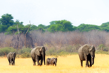 Elephant herd heading towards the waterhole, Hwange National Park, Zimbabwe, Africa