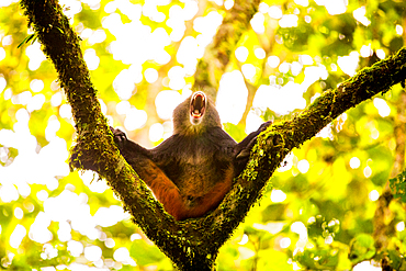 Golden Monkey in Volcanoes National Park, Rwanda, Africa